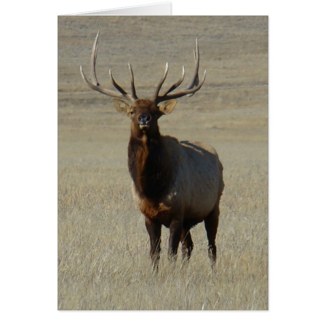 E59 Bull Elk (Front)