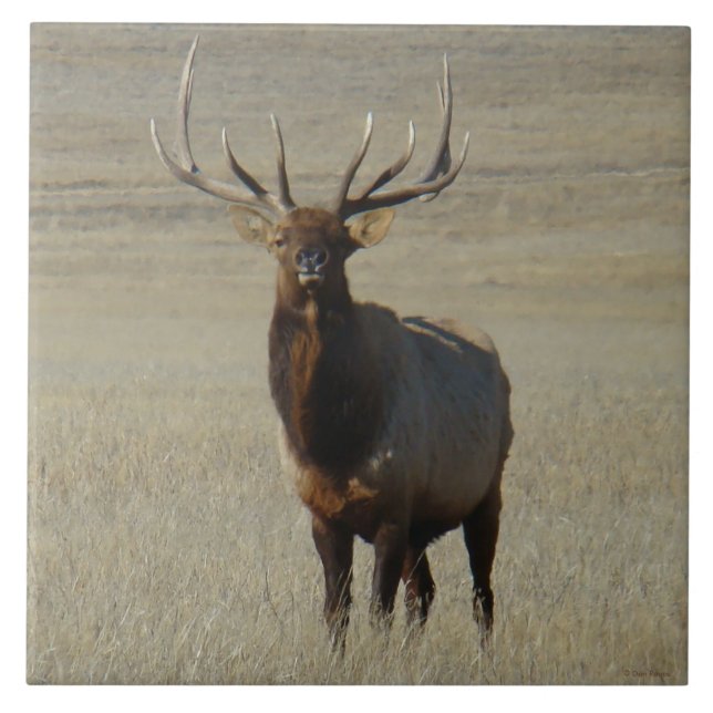 E59 Bull Elk Ceramic Tile (Front)