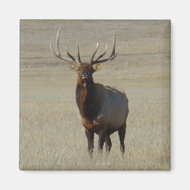 E59 Bull Elk Magnet (Front)