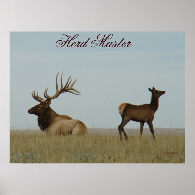 E5 Bull Elk and Yearling Poster (Front)