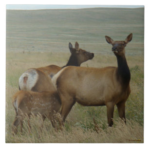 E61 Cow Elk and Calf Ceramic Tile