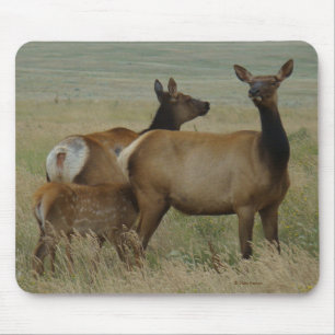 E61 Cow Elk and Calf Mouse Pad