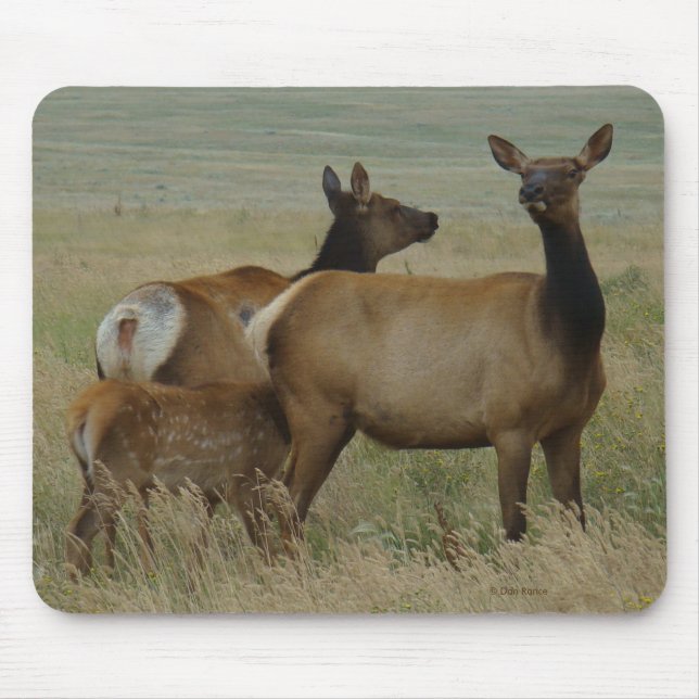 E61 Cow Elk and Calf Mouse Pad (Front)