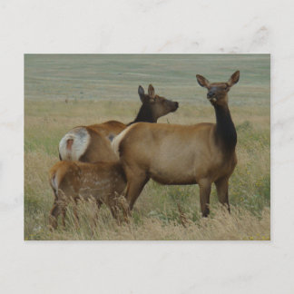 E61 Cow Elk and Calf Postcard
