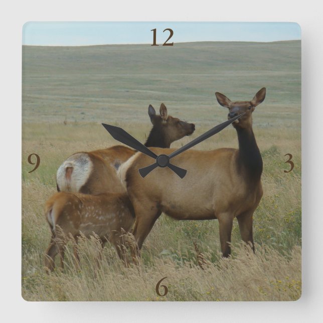 E61 Cow Elk and Calf Square Wall Clock (Front)