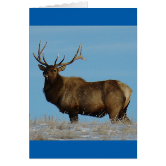 E62 Bull Elk Sky Lined (Front)