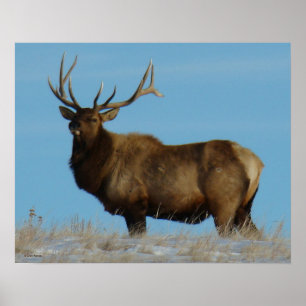 E62 Bull Elk Sky Lined Poster