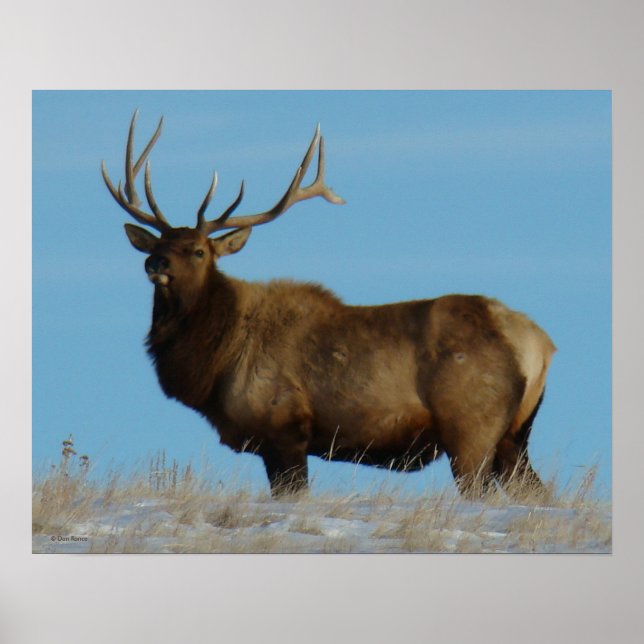 E62 Bull Elk Sky Lined Poster (Front)