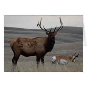 E63 Bull Elk and Pronghorn Antelope