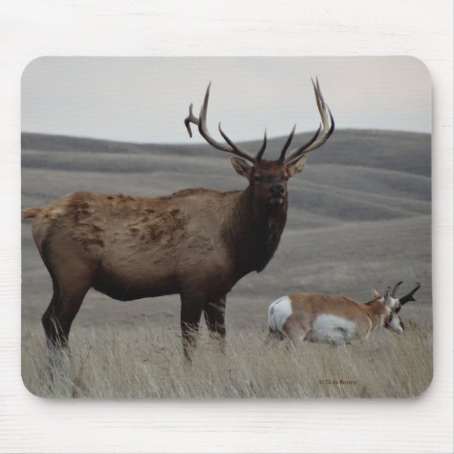 E63 Bull Elk and Pronghorn Antelope Mouse Pad (Front)
