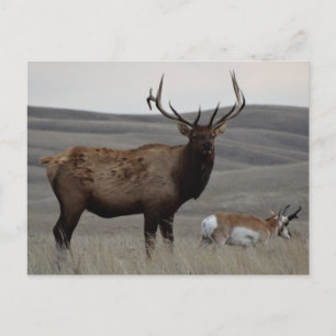 E63 Bull Elk and Pronghorn Antelope Postcard