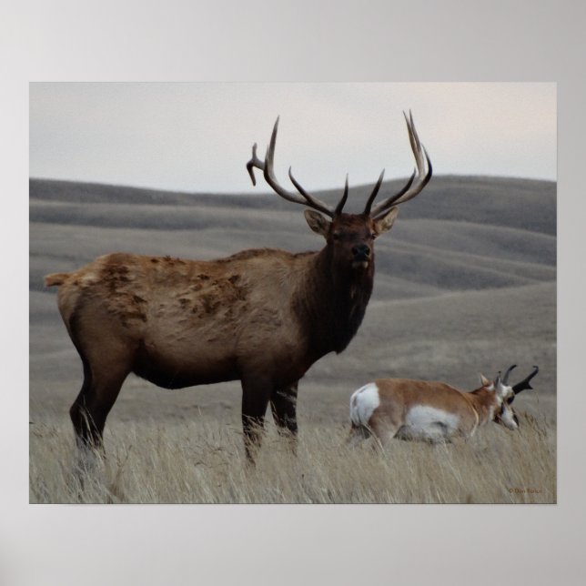 E63 Bull Elk and Pronghorn Antelope Poster (Front)
