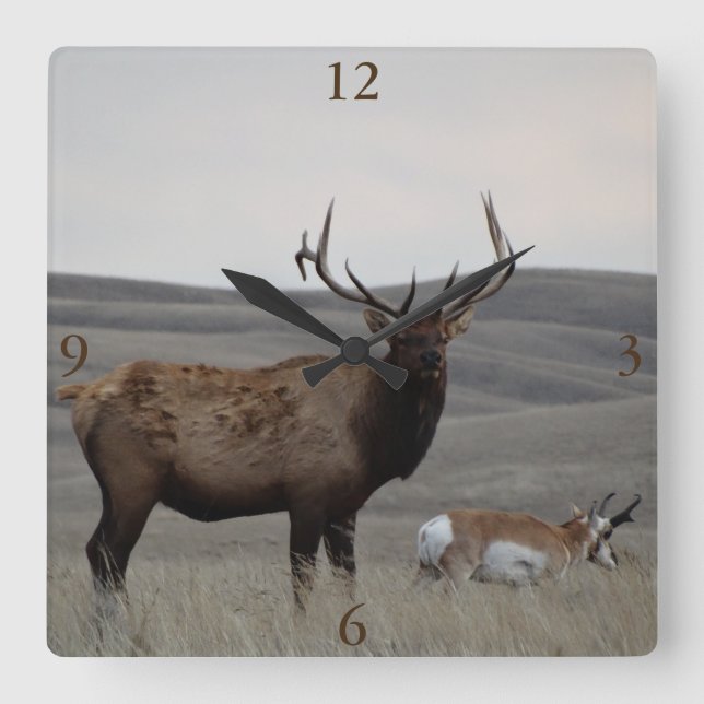 E63 Bull Elk and Pronghorn Antelope Square Wall Clock (Front)