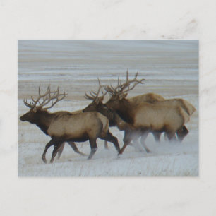E64 Bull Elk Postcard