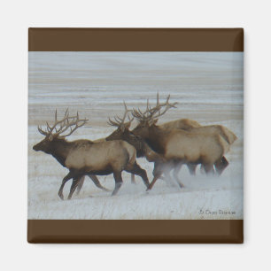 E64 Bull Elk Running Magnet