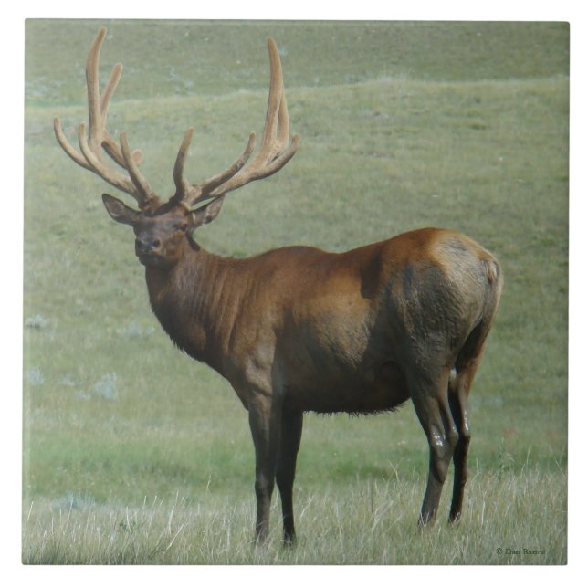 E65 Bull Elk Muddy Bull in Velvet Ceramic Tile (Front)