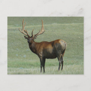 E65 Bull Elk Muddy Bull in Velvet Postcard
