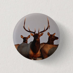 E66 Bull Elk and Cows 3 Cm Round Badge