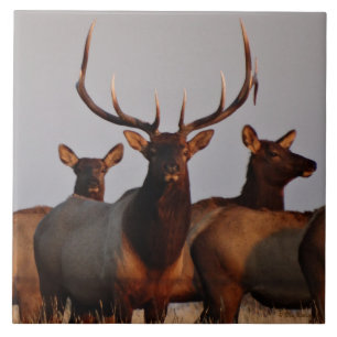E66 Bull Elk and Cows Ceramic Tile