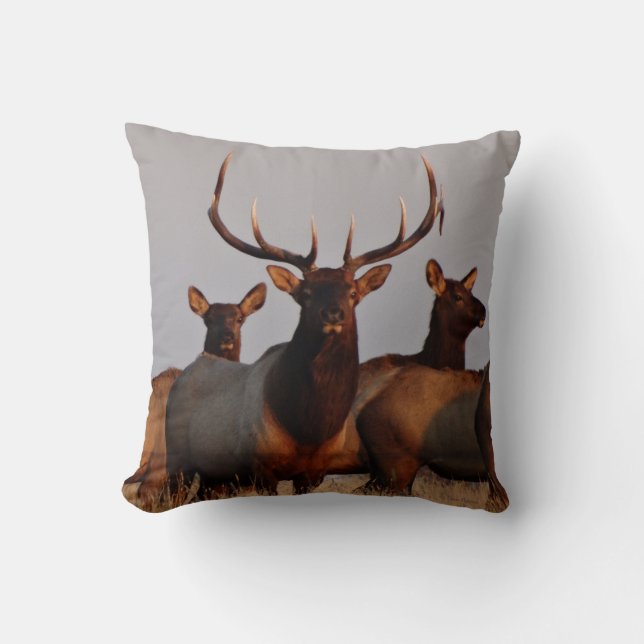 E66 Bull Elk and Cows Cushion (Front)