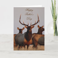 E66 Bull Elk and Cows