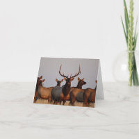 E66 Bull Elk and Cows