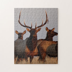 E66 Bull Elk and Cows Jigsaw Puzzle
