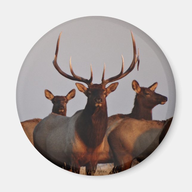 E66 Bull Elk and Cows Magnet (Front)