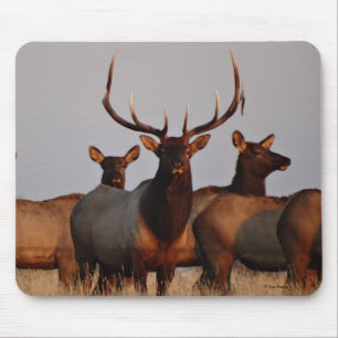 E66 Bull Elk and Cows Mouse Pad
