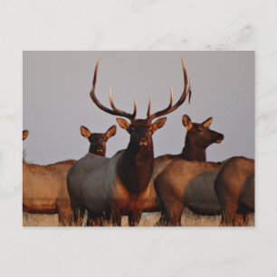 E66 Bull Elk and Cows Postcard
