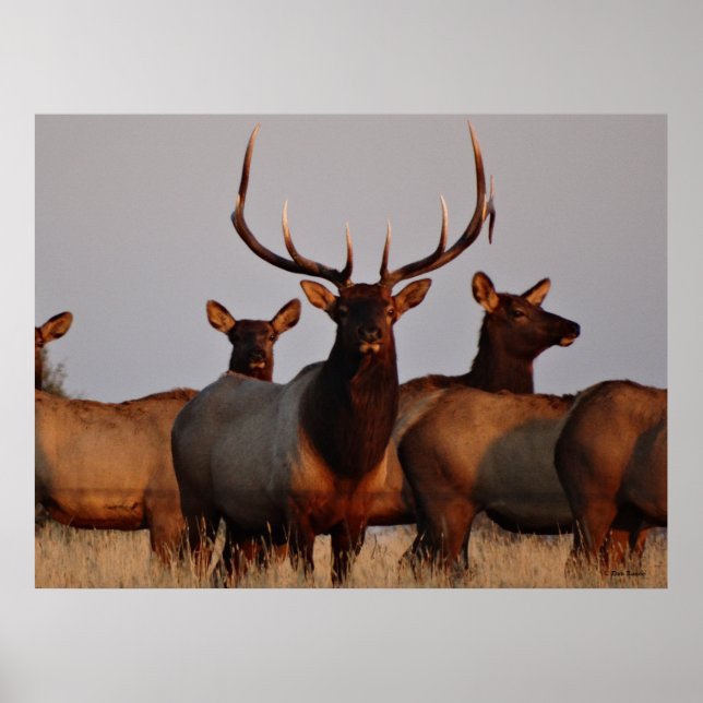 E66 Bull Elk and Cows Poster (Front)