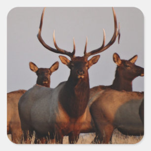 E66 Bull Elk and Cows Square Sticker