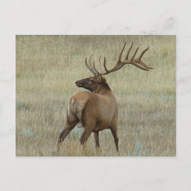 E6 Bull Elk in Velvet Postcard (Front)