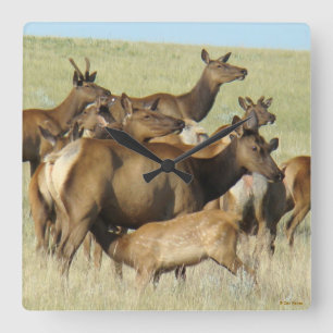 E7 Cow and Calf Elk Feeding Square Wall Clock