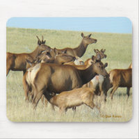 E7 Cow Elk Feeding Calf