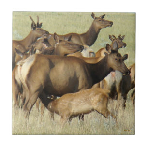 E7 Cow Feeding Calf Elk Tile