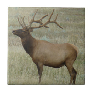 E8 Bull Elk In Velvet Ceramic Tile