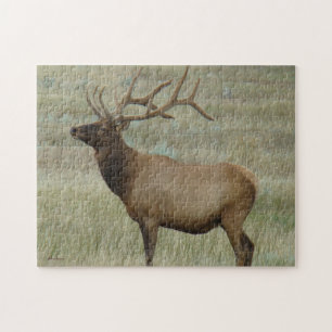 E8 Bull Elk In Velvet Jigsaw Puzzle