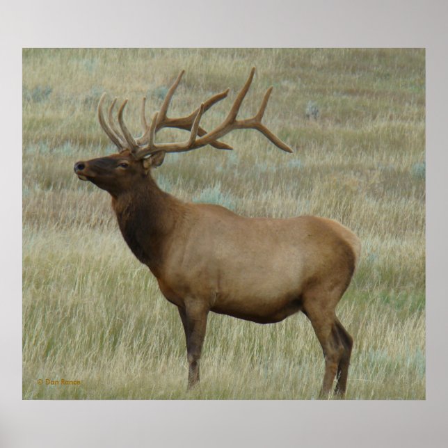 E8 Bull Elk in Velvet Poster (Front)