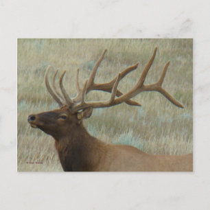 E9 Bull Elk in Velvet Head Shot Profile Postcard