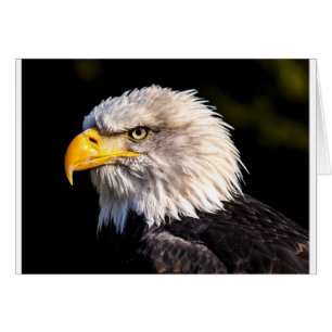 Eagle 2