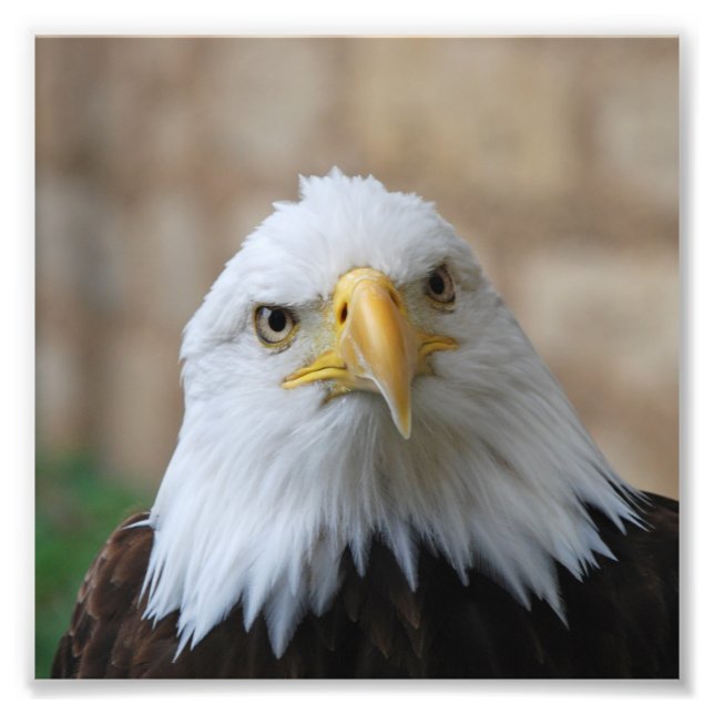 Eagle_2015_0201 Photo Print (Front)