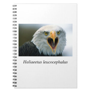 Eagle#2 Notebook