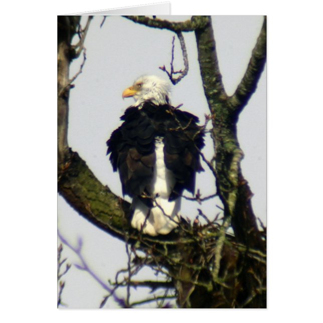 Eagle always vigilante ... (Front)