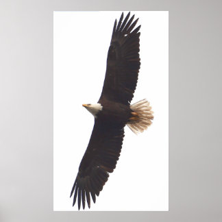 Eagle April 20, 2025 Poster