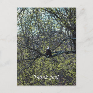 Eagle Awareness Postcard