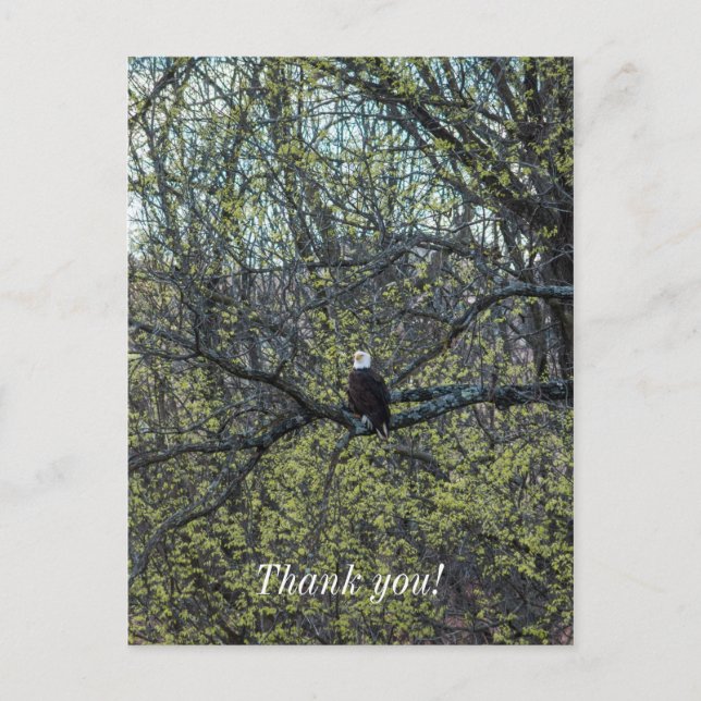 Eagle Awareness Postcard (Front)
