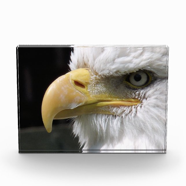 EAGLE BIRD OF PREY PHOTO BLOCK (Front)