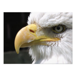 EAGLE BIRD OF PREY   PHOTO PRINT