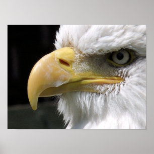 EAGLE BIRD OF PREY POSTER